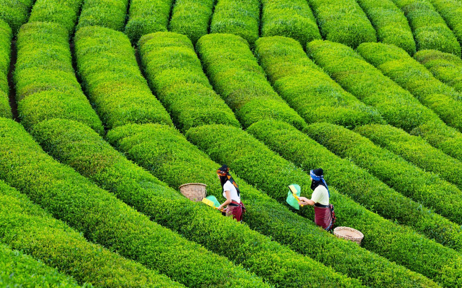 Herbal Tea Guide: Find the Best Tea for You!