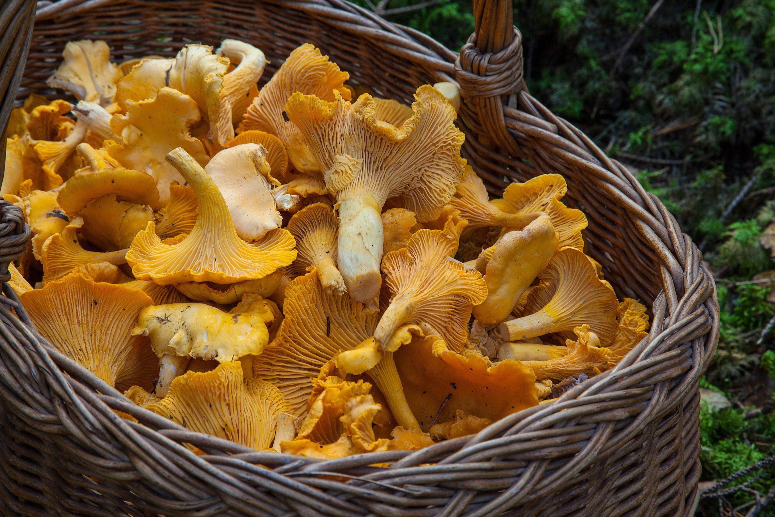 Mushroom Supplements 101: Health Benefits of Mushrooms
