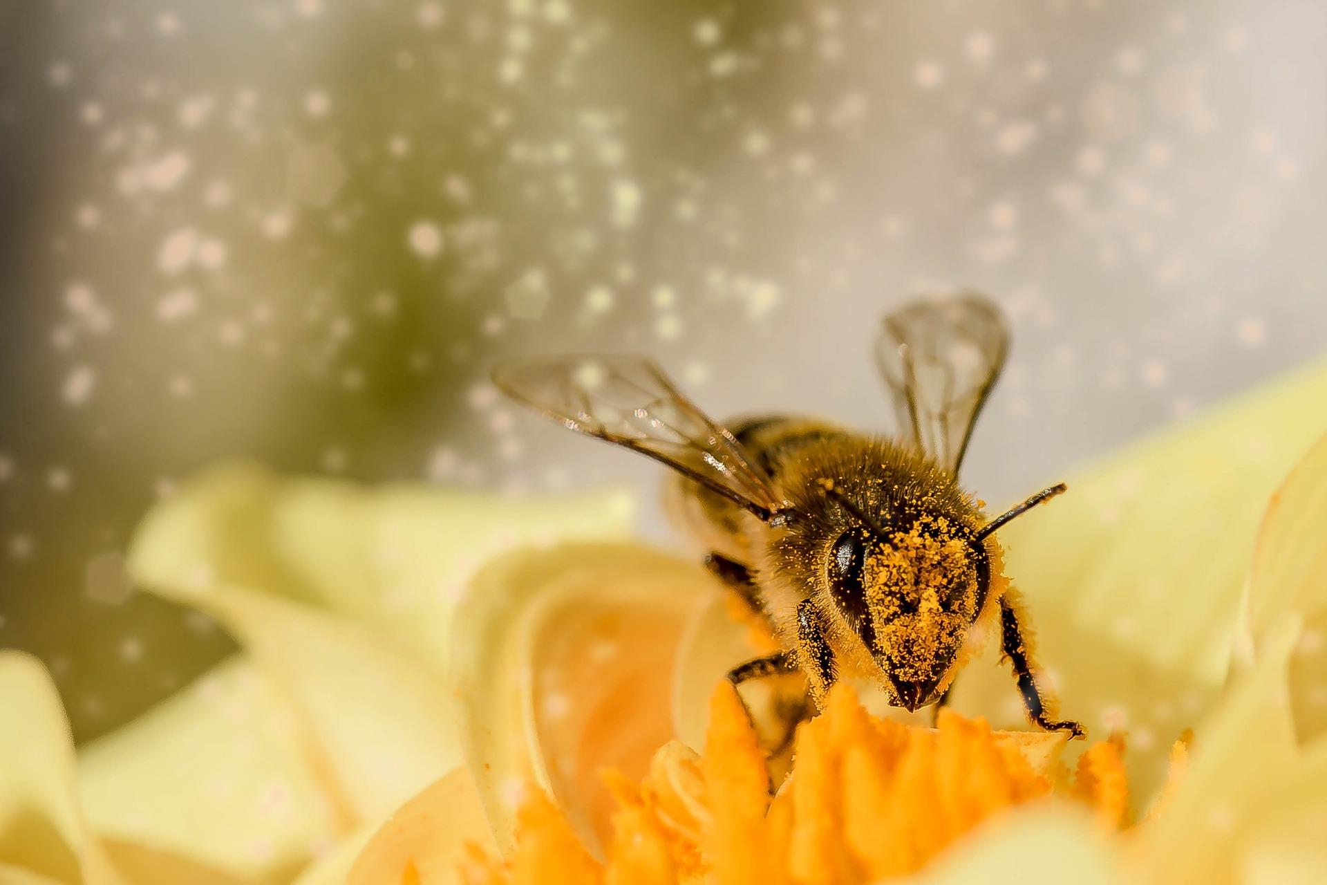 The Nutritional Powerhouse: The Benefits of Bee Pollen