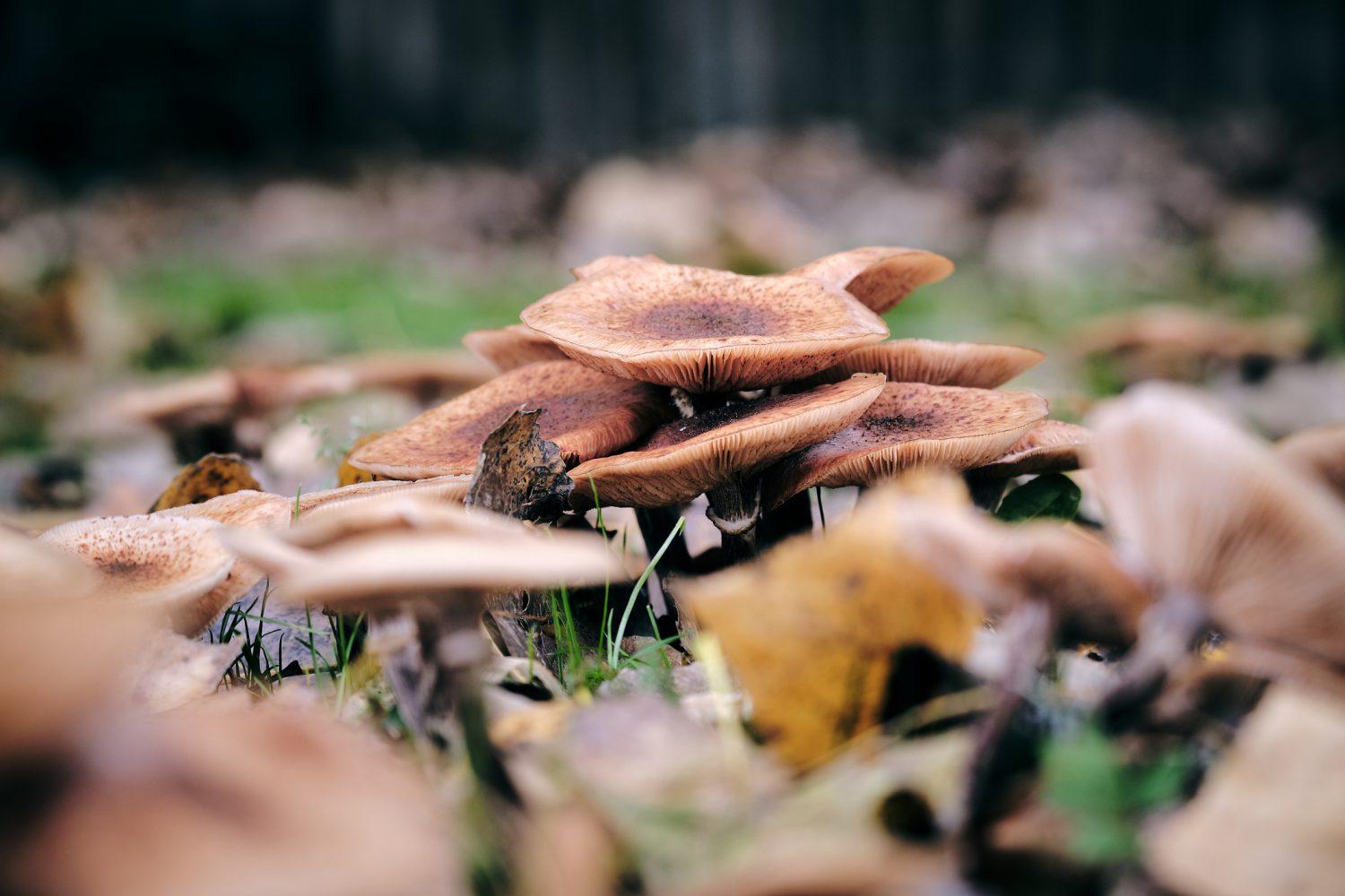 What Medicinal Mushroom is Right for You?