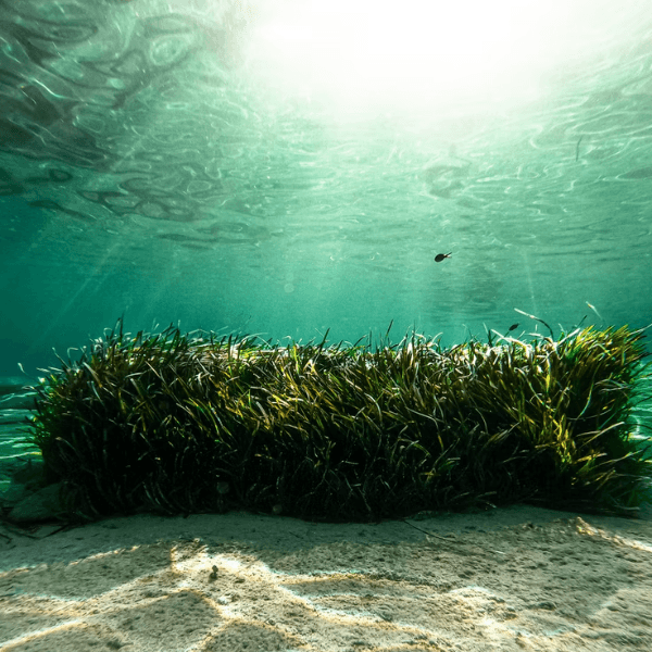 Is Algae the Superfood of the Future?